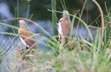 Chestnut-breasted Mannekin, aka Chestnut-breasted Munia or Bully Bird, (Lonchura castaneothorax), Papeete, Tahiti, Society Islands, French Polynesia.