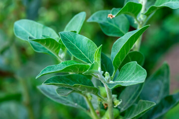 Ashwagandha plant or withania somnifera plant is ayurvedic medical plant close up