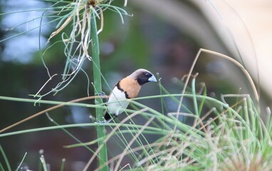 Chestnut-breasted Mannekin, aka Chestnut-breasted Munia or Bully Bird, (Lonchura castaneothorax), Papeete, Tahiti, Society Islands, French Polynesia.