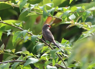 Common Waxbill (Estrilda astrild), Papeete, Tahiti, Society Islands, French Polynesia.