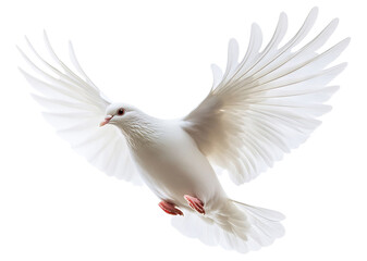 Fototapeta premium White dove in flight with spread wings, isolated on transparent cutout background