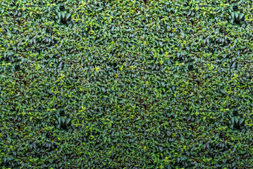 green grass background