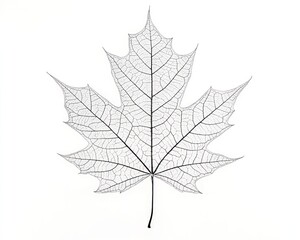 Skeletonized Maple Leaf on White Background, Nature Study