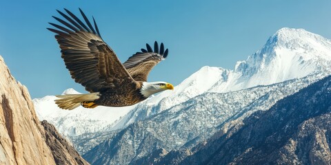 Bald eagle soaring over snow-capped mountains in bright sky