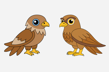 A Hawk