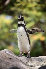 両翼を広げたフンボルトペンギン