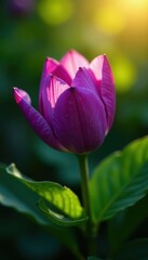Fototapeta premium Deep purple petals, vibrant green leaves, sunlight, nature, petal, plant