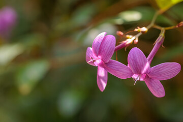 Close-up photo of purple Acanthaceae (Pseuderanthemum laxiflorum) flowers in bloom.