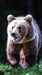 Fototapeta premium Grizzly bear walking through forest during daylight hours