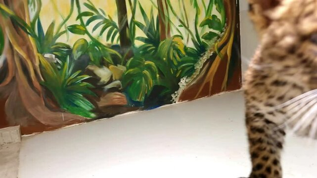 North Chinese leopard baby, its scientific name is Panthera pardus japonensis