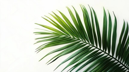 Obraz premium Realistic Watercolor Illustration of Nipa Palm Leaf in Natural Light Isolated on White Background