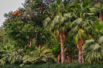 Group of different types trees plants and palm trees as hedge. Natural lush green trees palm background. Concept of urban greenery landscaping in UAE
