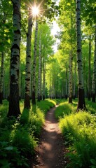 Fototapeta premium Sun-dappled Aspen grove trail, Vail mountain summer hike, gold, Aspen, ridge