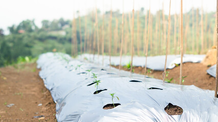 Young Chili Seedlings Growing in Mulch Farming System