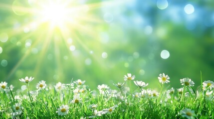Fototapeta premium sunny meadow with daisies
