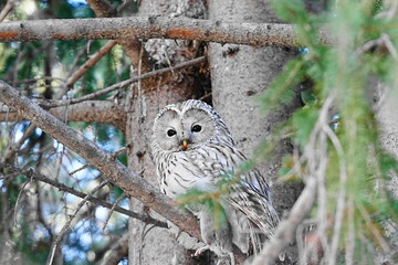 エゾフクロウのいる風景
