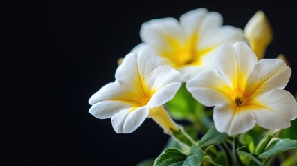Fototapeta premium Close-up shot of white and yellow flowers