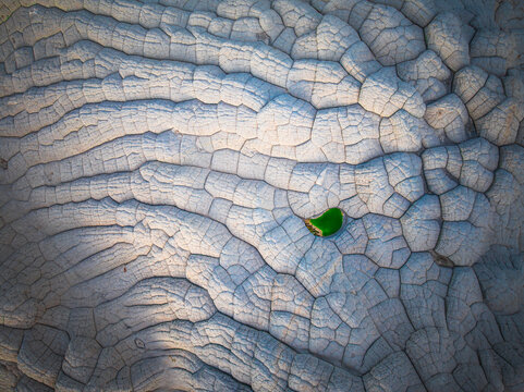 Resilient Green in the Cracked Landscape of White Pocket