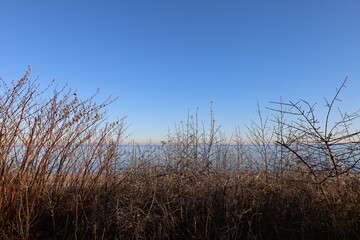 Meer hinter dem Gebüsch