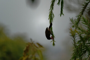 Red vented bulbul on the branch