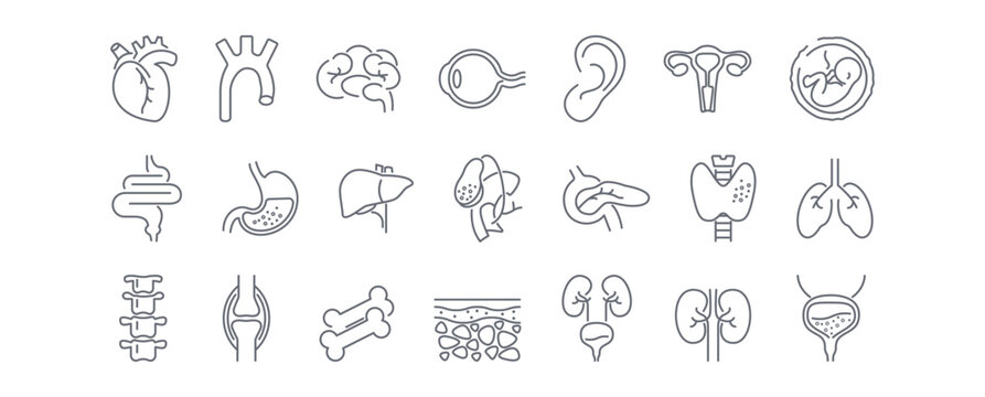 Human anatomy line icons set. Stomach, spine, joint, heart, embryo, bile, lung, dermis, heart, bone, vessels, liver, brain, eye, ear, thyroid gland, kidneys vector illustration