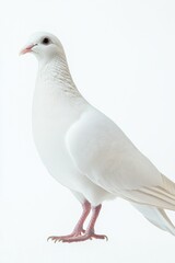 Fototapeta premium A single white bird sitting on a clean surface