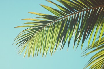 A detailed view of a palm leaf against a bright blue sky, ideal for nature-inspired designs and projects