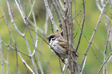 sparrow on a branch