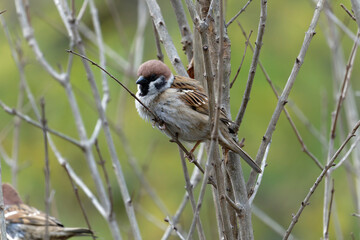 sparrow on a branch