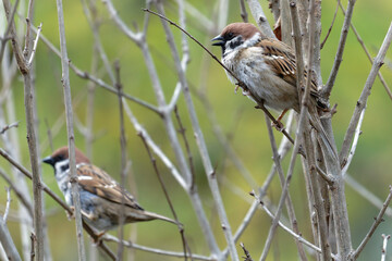 sparrow on a branch