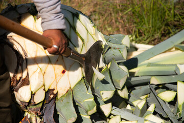 Jima is the process of pruning the agave by cutting its leaves and extracting its root to leave it...