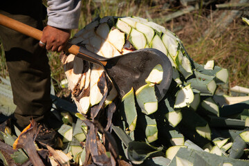 Jima is the process of pruning the agave by cutting its leaves and extracting its root to leave it clean and ready for processing and making mezcal in Oaxaca, Mexico.