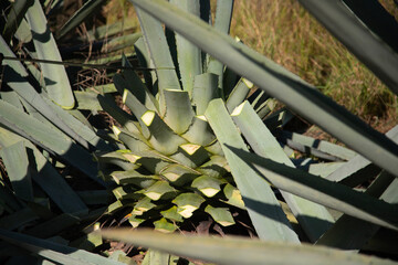 Jima is the process of pruning the agave by cutting its leaves and extracting its root to leave it...