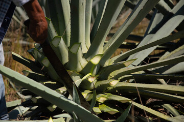 Jima is the process of pruning the agave by cutting its leaves and extracting its root to leave it...
