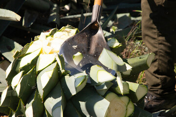 Jima is the process of pruning the agave by cutting its leaves and extracting its root to leave it...