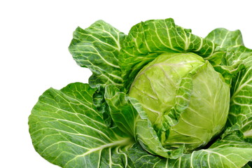 Obraz premium Fresh Ripe cabbage isolated on a white background.