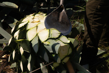 Jima is the process of pruning the agave by cutting its leaves and extracting its root to leave it...