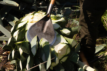 Jima is the process of pruning the agave by cutting its leaves and extracting its root to leave it...