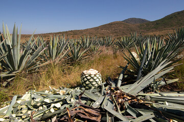 Jima is the process of pruning the agave by cutting its leaves and extracting its root to leave it...