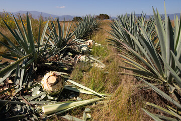 Jima is the process of pruning the agave by cutting its leaves and extracting its root to leave it...