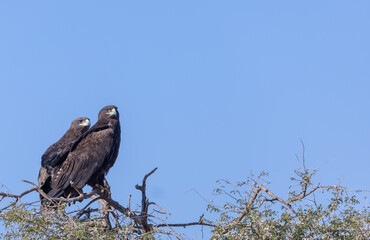 Steppe Eagle (Aquila nipalensis) Perching at the top of tree.