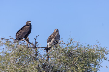 Steppe Eagle (Aquila nipalensis) Perching at the top of tree.