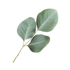 Obraz premium eucalyptus leaf isolated on transparent background