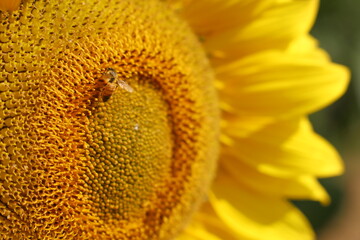Close-up image of a vibrant yellow sunflower with a bee collecting nectar on a summer day.