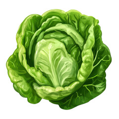 Fototapeta premium fresh green romaine lettuce isolated on transparent background