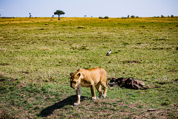 Wildlife animals Maasai Mara National Game Reserve Narok County Kenya East Africa