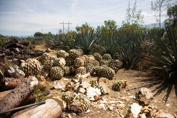 Maguey pineapples for production of Mezcal in Oaxaca, Mexico.