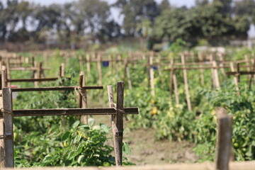 Organic tomato farming utilizes traditional bamboo supports in a rural agriculture landscape.