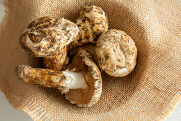 A top down view of a pile of matsutake mushrooms.