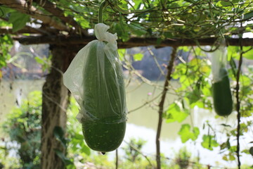 Calabash Gourd Protected by Plastic Bag on Vine, Growing Near Water.